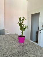 Schöner Jadebaum Bonsai in pinkem Töpfchen Bayern - Augsburg Vorschau