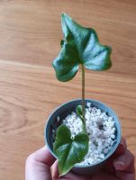 Alocasia Brancifolia Pink Passion Ableger Nordrhein-Westfalen - Neunkirchen-Seelscheid Vorschau