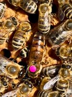 Suche weitere Plätze für Bienen Niedersachsen - Harsefeld Vorschau