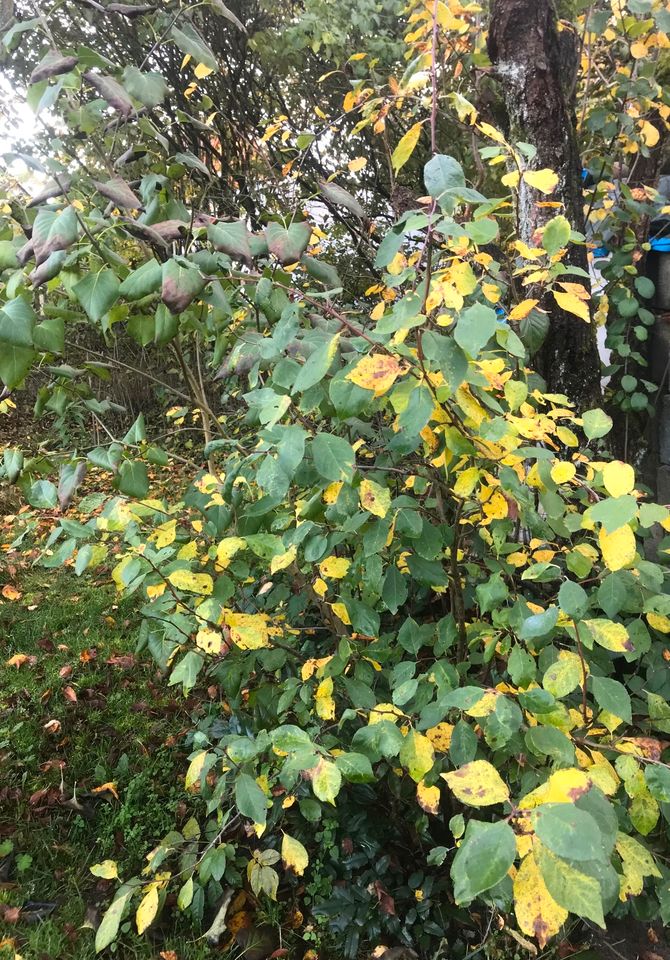 Mirabellen Bäumchen Pflaumen Obstbaum alte Sorten in Groß Kreutz