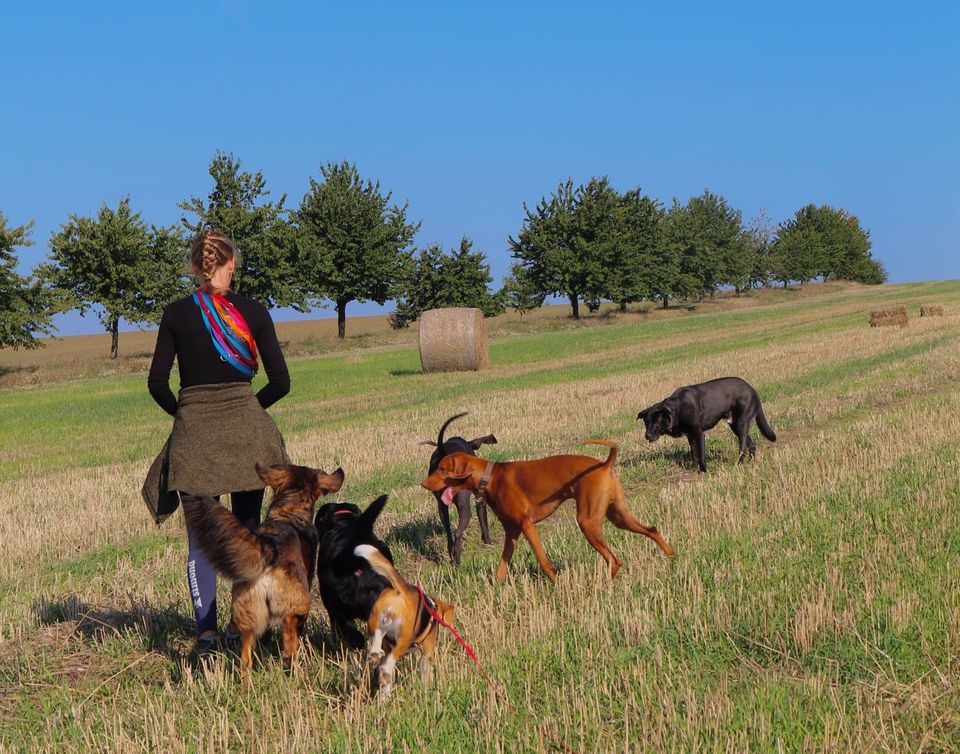 Ausbildung Hundebetreuer/Dogwalker in Ratekau