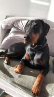 Dobermann sucht neues Zuhause Saarland - Dillingen (Saar) Vorschau