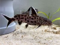 Tanganjika-Zwergfiederbartwels, Synodontis lucipinnis Rheinland-Pfalz - Gundersheim Vorschau