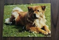 0,25 € VB: Postkarte Hund Anco 1/58 alte Tierpostkarte Chow Chow Berlin - Köpenick Vorschau