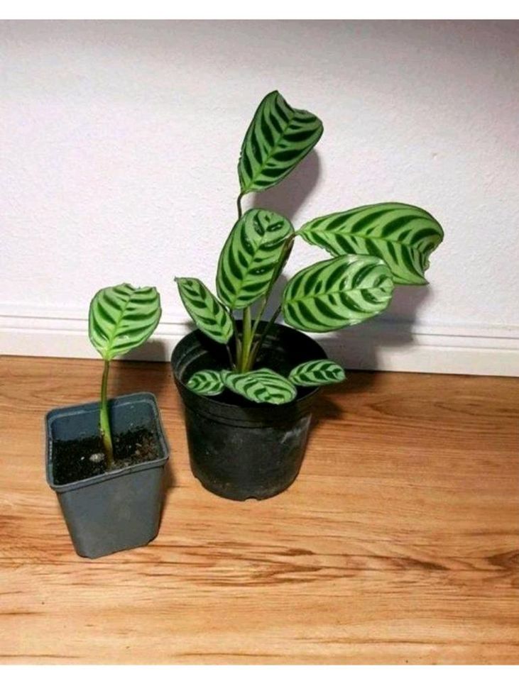 Calathea lila grün Ableger steckling pflanze für Zimmer im Topf in Leipzig