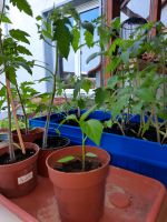 Tomaten Pflanzen Dortmund - Brackel Vorschau