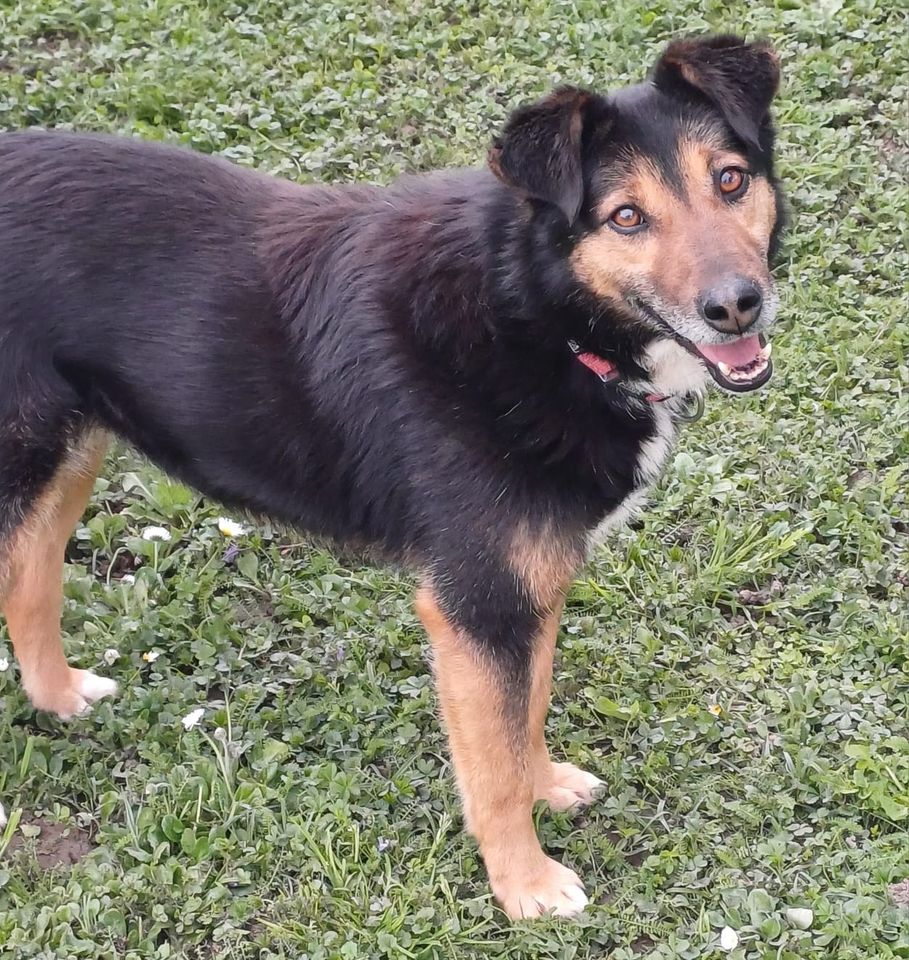 Mischlingshündin Malou in Kehl aus Tierschutz in Kehl