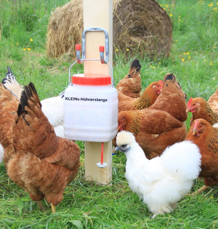 KLEINs Hühnerstange Tränke Futterspender Hühner Küken Stall in Göcklingen