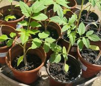Gemüsepflanzen Tomate Gurke, Paparika Altona - Hamburg Lurup Vorschau