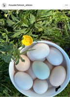 (KEINE) Bruteier / BE / frische Eier Zwergseidenhühner / US Niedersachsen - Rhauderfehn Vorschau