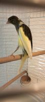 Ich verkaufe mein Kanarienvogel Brandenburg - Falkensee Vorschau
