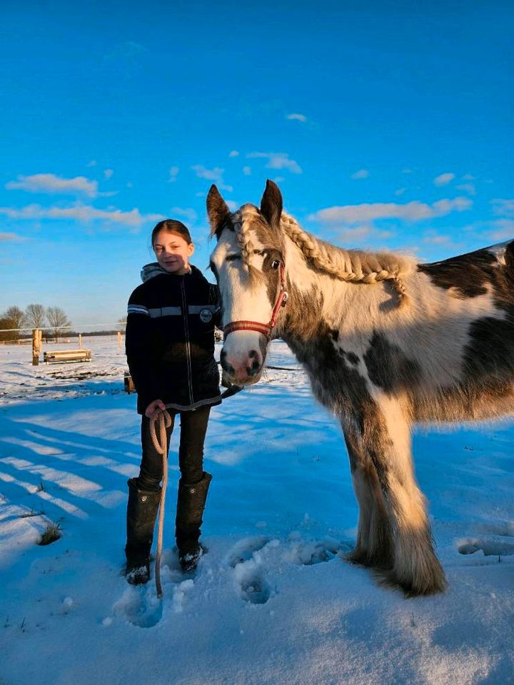 Tinker Irish Cobe Stute in SonderfarbeTinker Irish Cobe Stute in in Banzkow