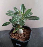 Wüstenrose adenium obesum Pflanze Baden-Württemberg - Horb am Neckar Vorschau