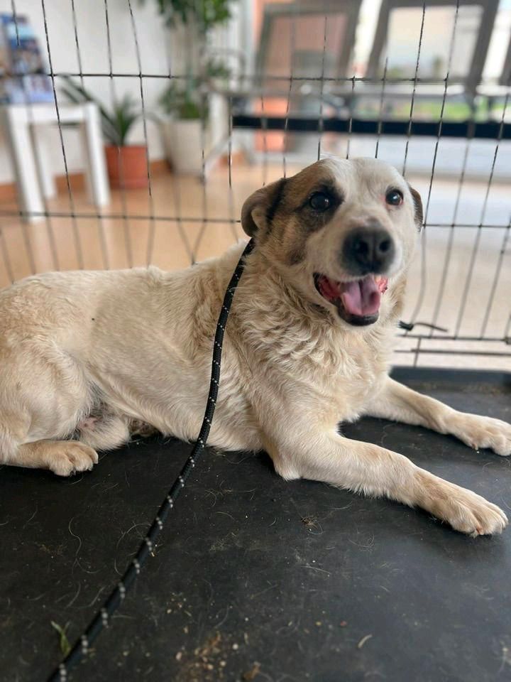 Dusty - kleiner Mann sucht großes Glück in Salzwedel