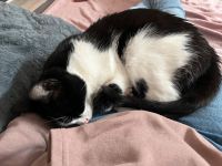 Suchen Katzenfutter und Katzenzubehör Berlin - Friedenau Vorschau