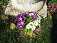 Gartenprimel, Primula vulgaris, Kissenprimel Bayern - Krumbach Schwaben Vorschau