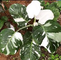 Philodendron white princess jungpflanze Sachsen-Anhalt - Halle Vorschau