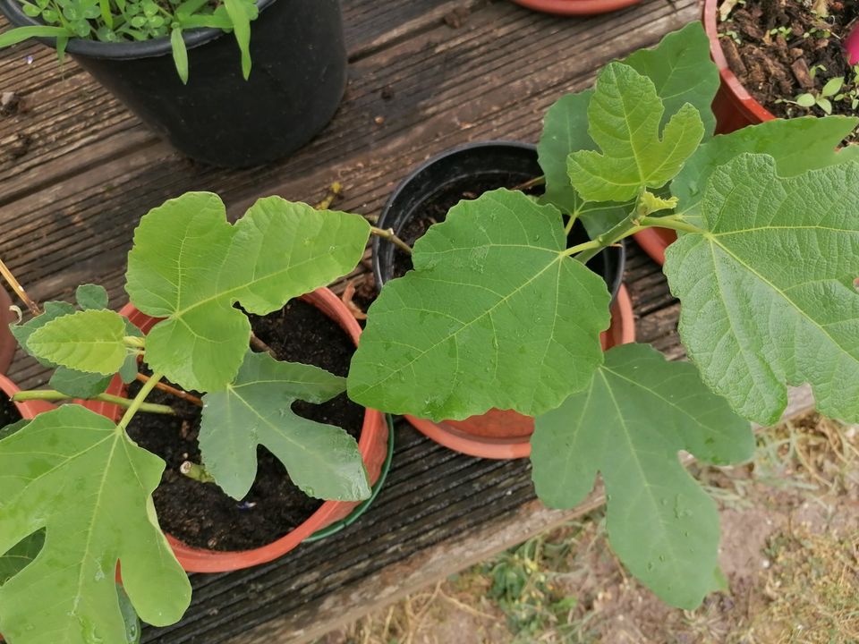 Feigenbaumstecklinge Feigen Feigenbaum in Gründau