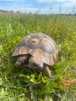 Schildkröte entlaufen! Nordrhein-Westfalen - Halle (Westfalen) Vorschau