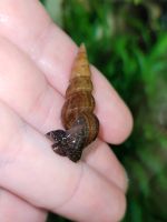 Tylomelania Schnecken Aquarium Bayern - Haarbach Vorschau