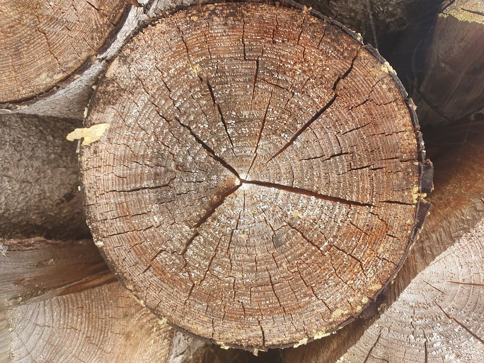 Trockenes Brennholz Fichte zu verkaufen in Ziemetshausen