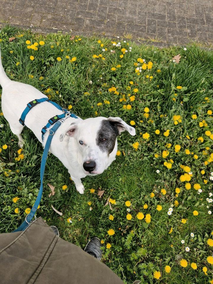 JUPITER Border Collie Mischling Rüde Tierschutz Hund in Linden