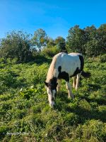 Reitbeteiligung Pflegebeteiligung Pony Parchim - Landkreis - Banzkow Vorschau