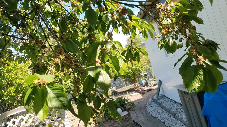 347m2 Kleingarten Garten in Schöneiche KGV in Brandenburg Schöneiche