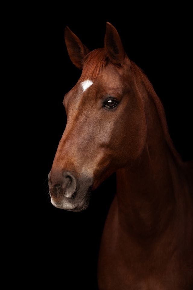 Fotoshooting - Pferd vor schwarzem Hintergrund in Fürstenau