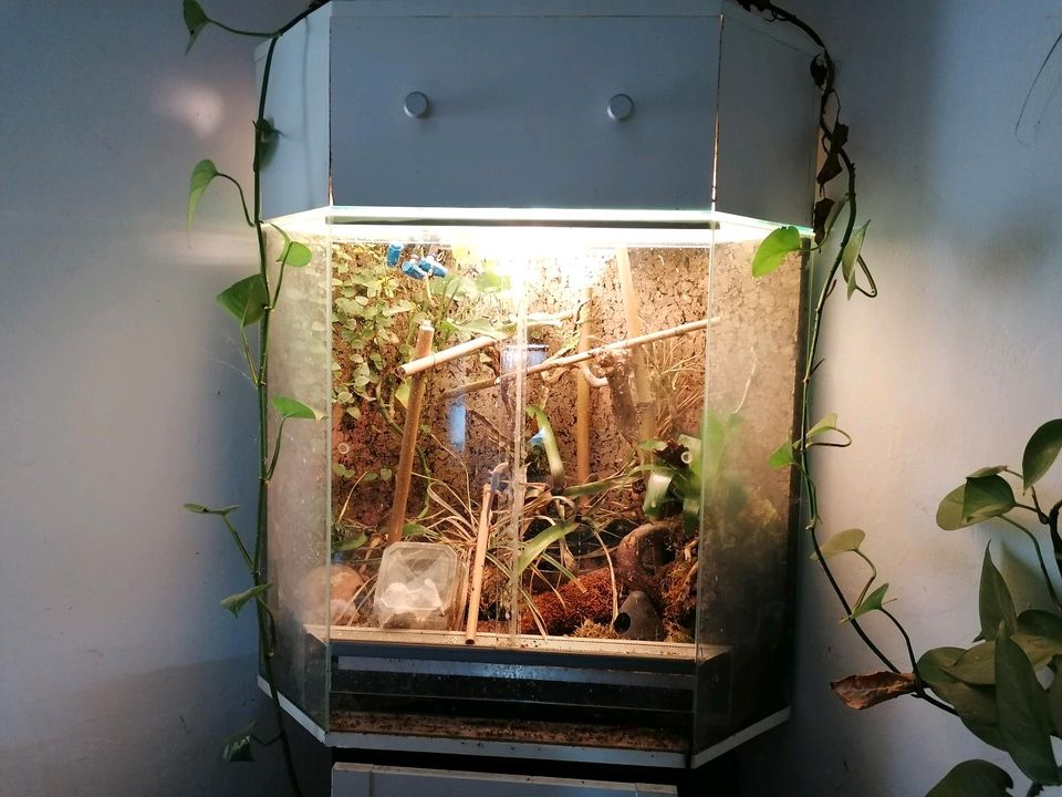 Terrarium, Eckterrarium in Cottbus