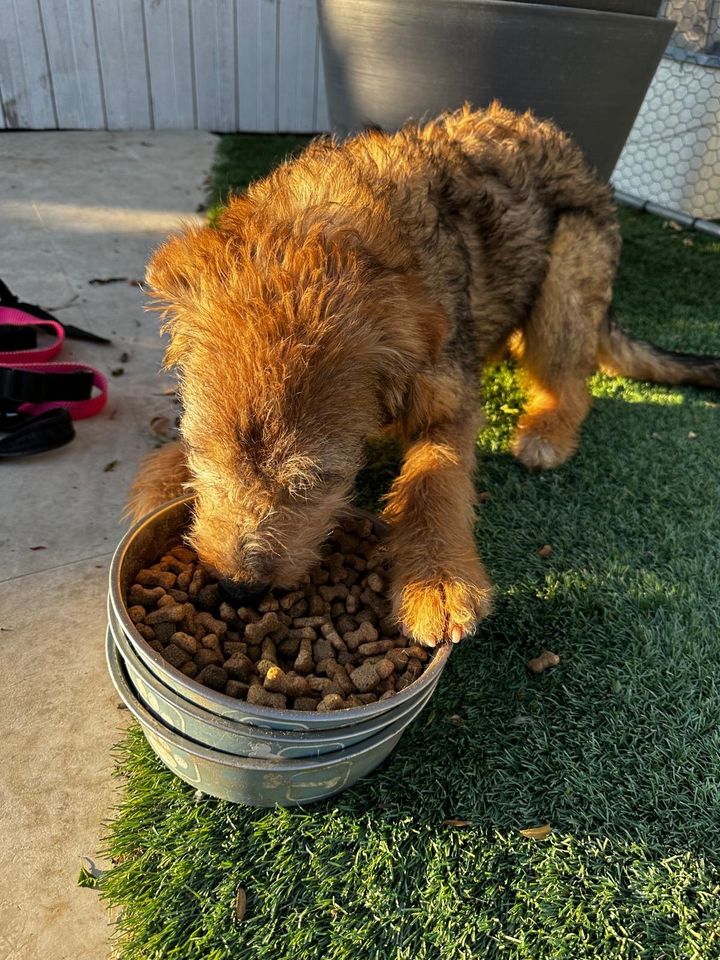 Foxterrier Mädchen Sarah sucht ihre Menschen in Memmingen