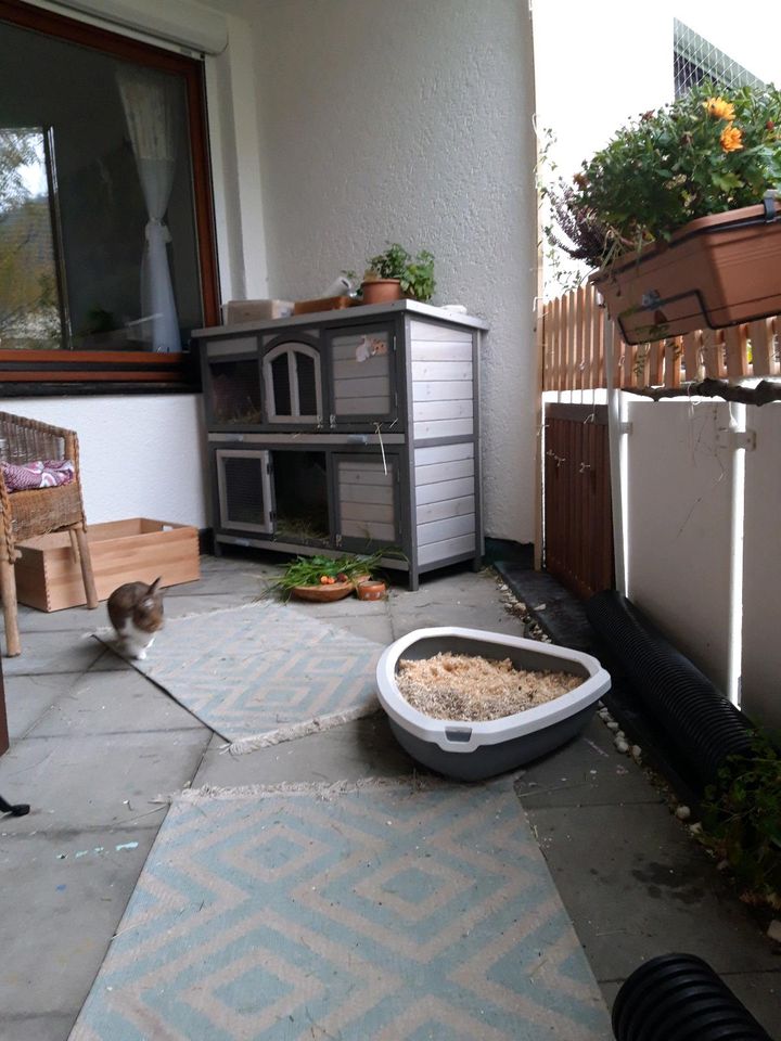 Kaninchen Meerschweinchen Tierbetreuung in Freiburg im Breisgau