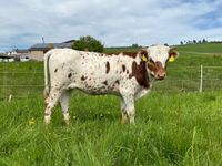 Texas Longhorn reinrassig Kuh Kalb Kuhkalb TOP Genetik Bayern - Karlshof b Ederheim Vorschau