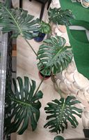 Monstera Deliciosa mit großen Fensterblättern Baden-Württemberg - Balingen Vorschau