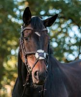 Hannoverstute Zuchtstute Beisteller (Balou du Rouet x Werther) Niedersachsen - Wriedel Vorschau