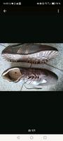 Leichte neue Sportschuhe braun, Gr. 40 Nordrhein-Westfalen - Ahlen Vorschau