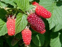 Mix Himbeere/ Brombeere - Taybeere  -Tayberry Ableger ohne Topf Brandenburg - Neuenhagen Vorschau