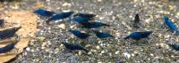 Neocaridina blaue Zwerg-Garnelen für Süßwasser Aquarien Nordrhein-Westfalen - Stadtlohn Vorschau