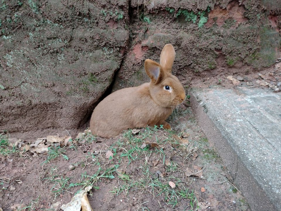 Kaninchen roter Neuseeländer in Weselberg