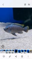 Cynotilapia spec. Mbamba luwino  yellow head Baden-Württemberg - Gundelsheim Vorschau