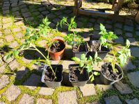 6 leckere Tomatenpflanzen, Bio Rheinland-Pfalz - Nieder-Olm Vorschau