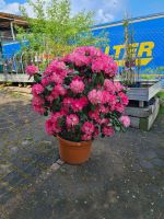 Rhododendron Solitär Hessen - Dietzhölztal Vorschau