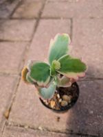 Kalanchoe fedtschenkoi variegata tricolor selten Sukkulente Niedersachsen - Rühen Vorschau