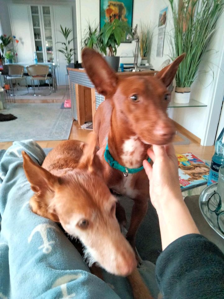 BOLT Podenco Maneto Rüde Tierschutz Hund in Norden