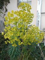 Euphorbia characias, Höhe 105 cm, 9 Blumen, Gartenpflanze Nordrhein-Westfalen - Nettetal Vorschau