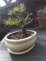 Neuer Preis!Bonsai Kiefer Waldkiefer Shohin Rheinland-Pfalz - Breitenbach  Vorschau