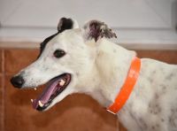 Greyhound Yves sucht eine Familie! Rheinland-Pfalz - Worms Vorschau