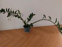 glücksfeder zamioculcas zamiifolia pflanze Friedrichshain-Kreuzberg - Kreuzberg Vorschau