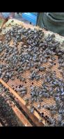 Bienenvölker Rheinland-Pfalz - Edenkoben Vorschau