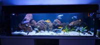 Aquarium 200x60x60 720 Liter mit Zubehör Nordrhein-Westfalen - Solingen Vorschau